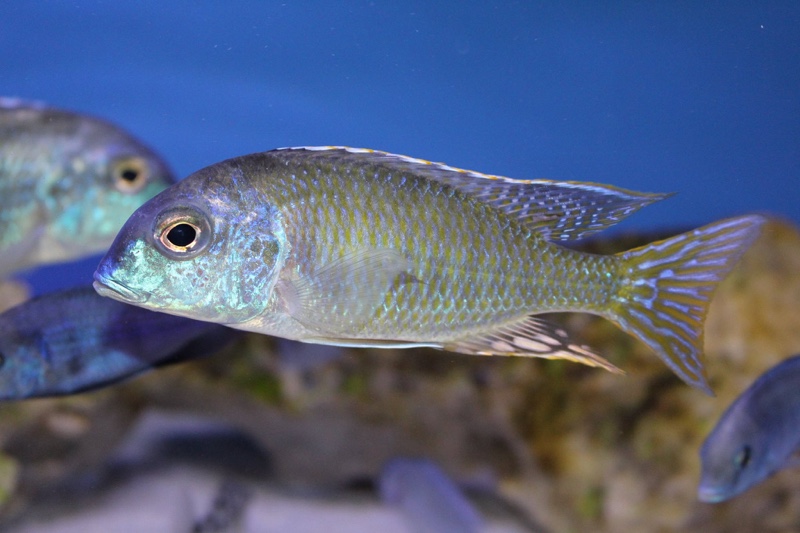 Tramitichromis lituris 'Mdoka'